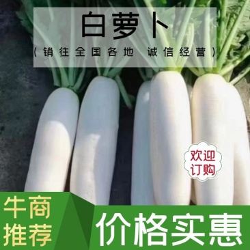 湖北优质白萝卜，基地直销，提供打冷，保质保量，全国发货