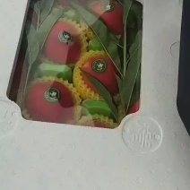 春雪桃上市欢迎老板来电话联系
