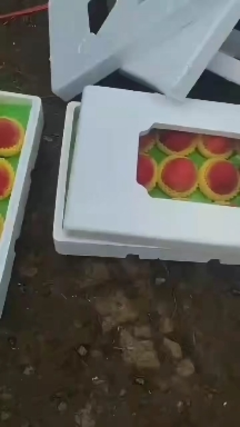 春雪桃上市欢迎老板来电话联系