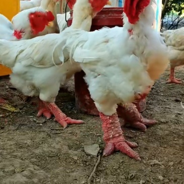 东涛鸡苗大脚鸡白色红色