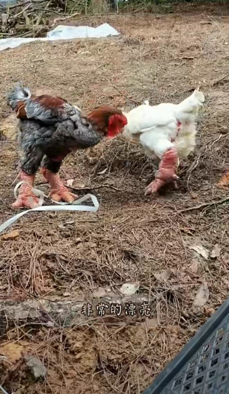 东涛鸡苗大脚鸡白色红色
