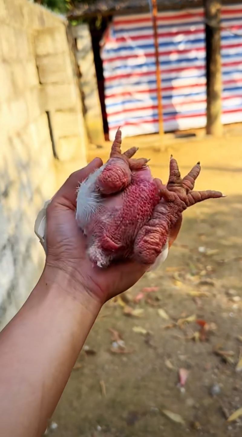 东涛鸡苗大脚鸡白色红色