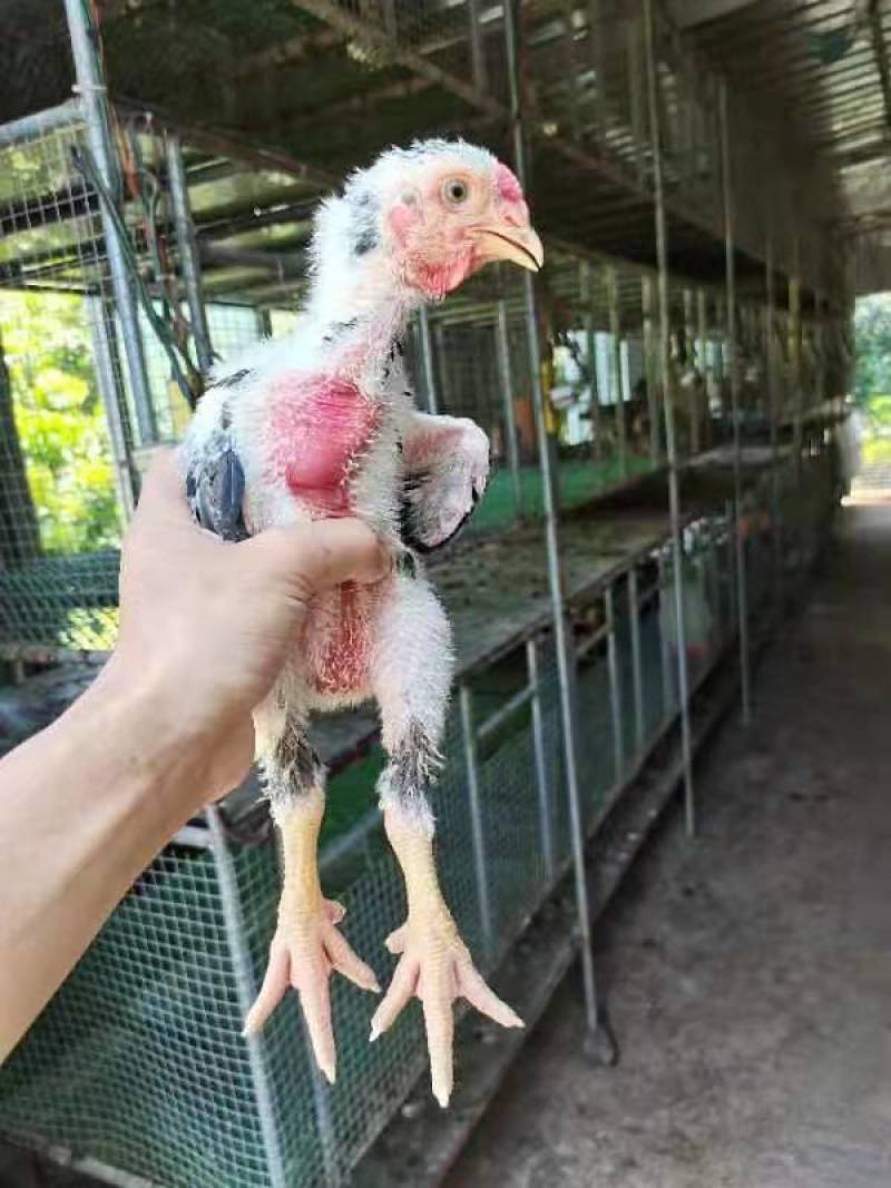 东涛鸡苗大脚鸡白色红色