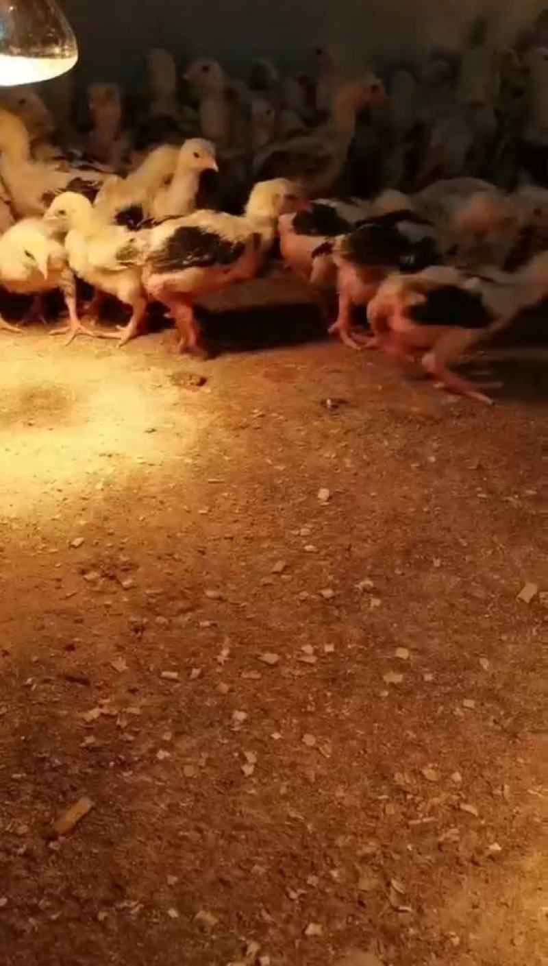 东涛鸡苗大脚鸡白色红色