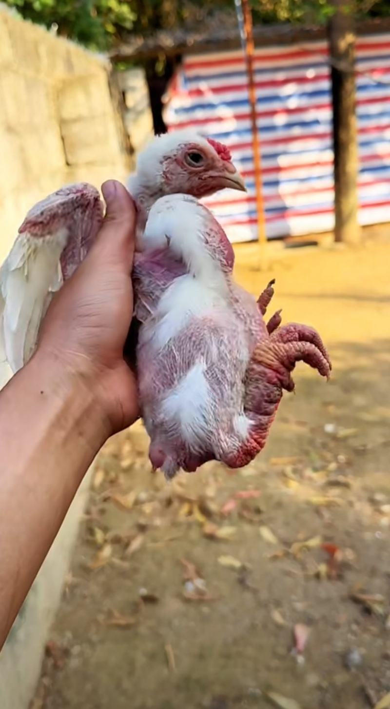 东涛鸡苗大脚鸡白色红色