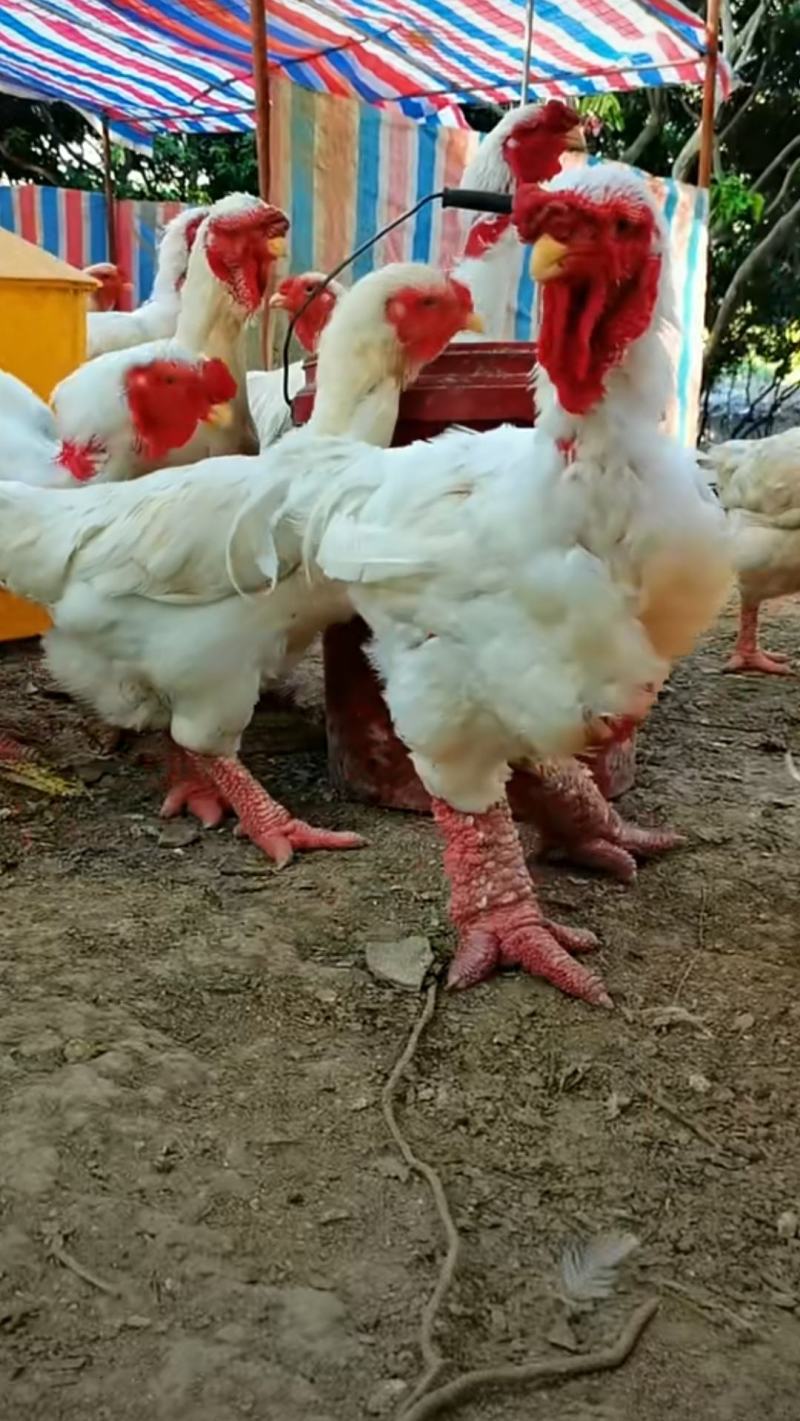 东涛鸡苗大脚鸡白色红色