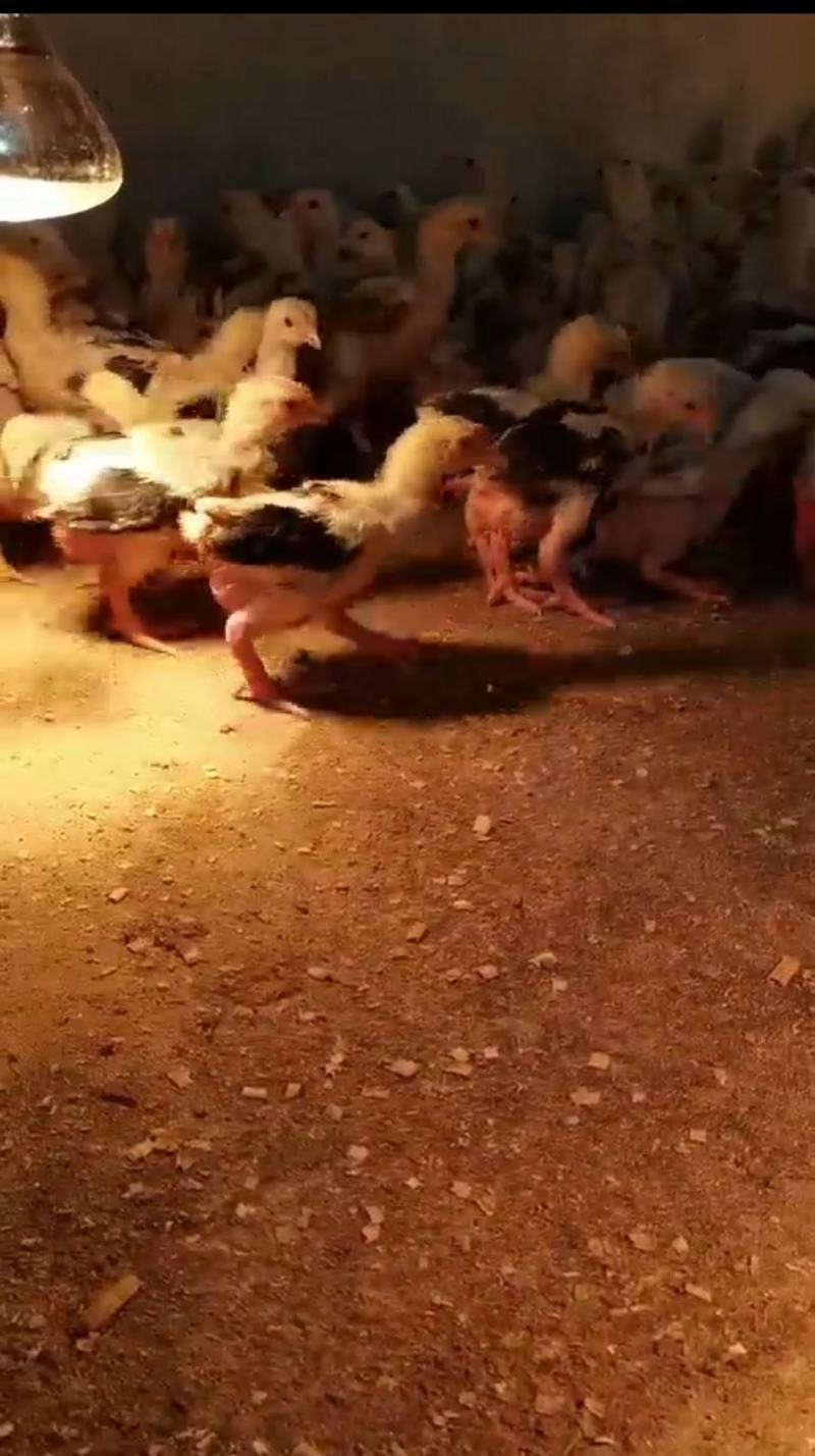 东涛鸡苗大脚鸡白色红色