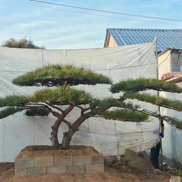 造型松