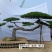 造型松