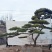 造型松