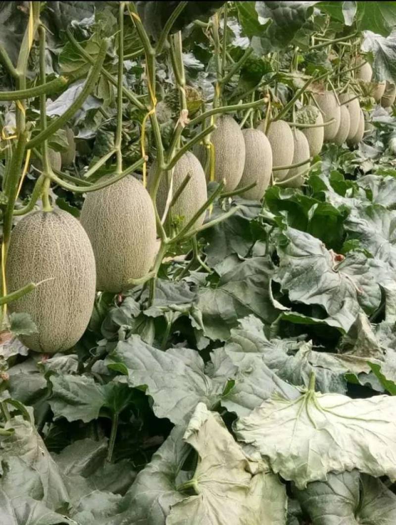 上线基地合作社对接单不包运营10000斤起发货