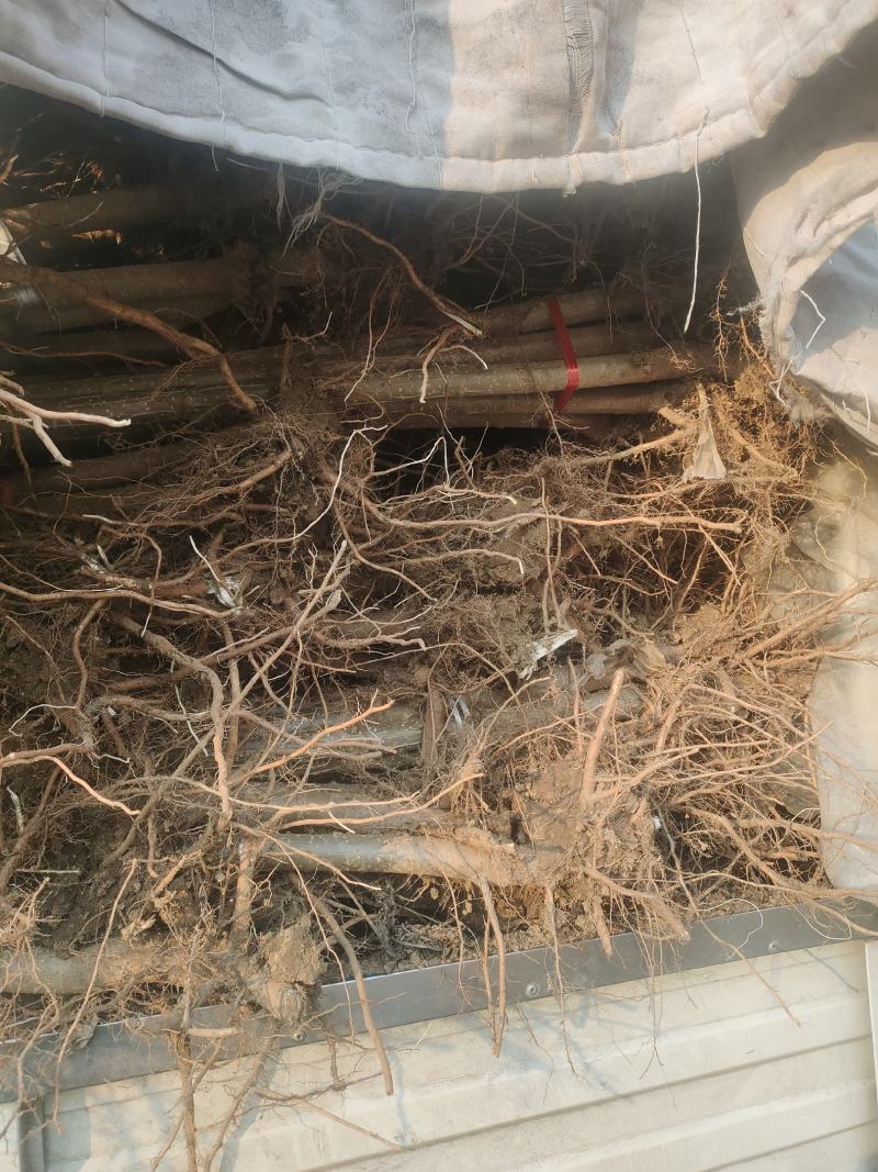 成活率高黄金根带土带根