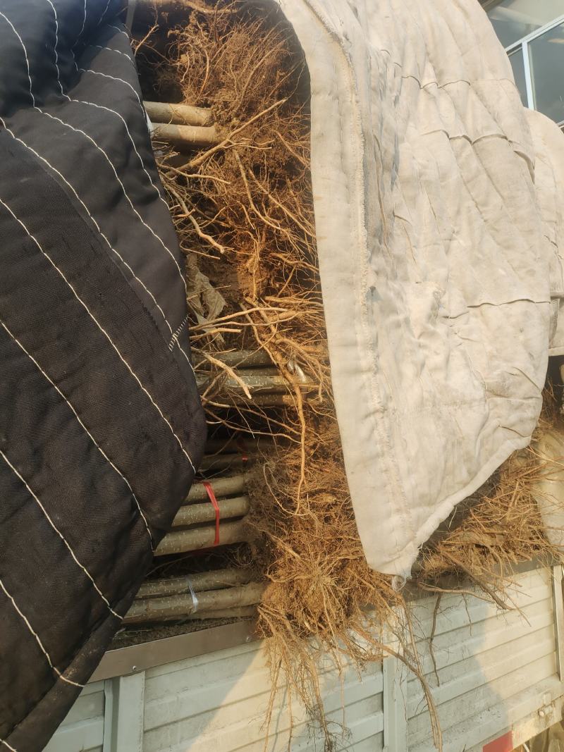 成活率高黄金根带土带根