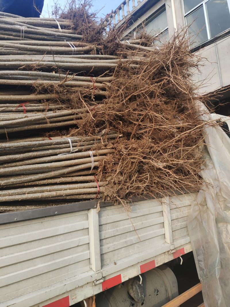 成活率高黄金根带土带根