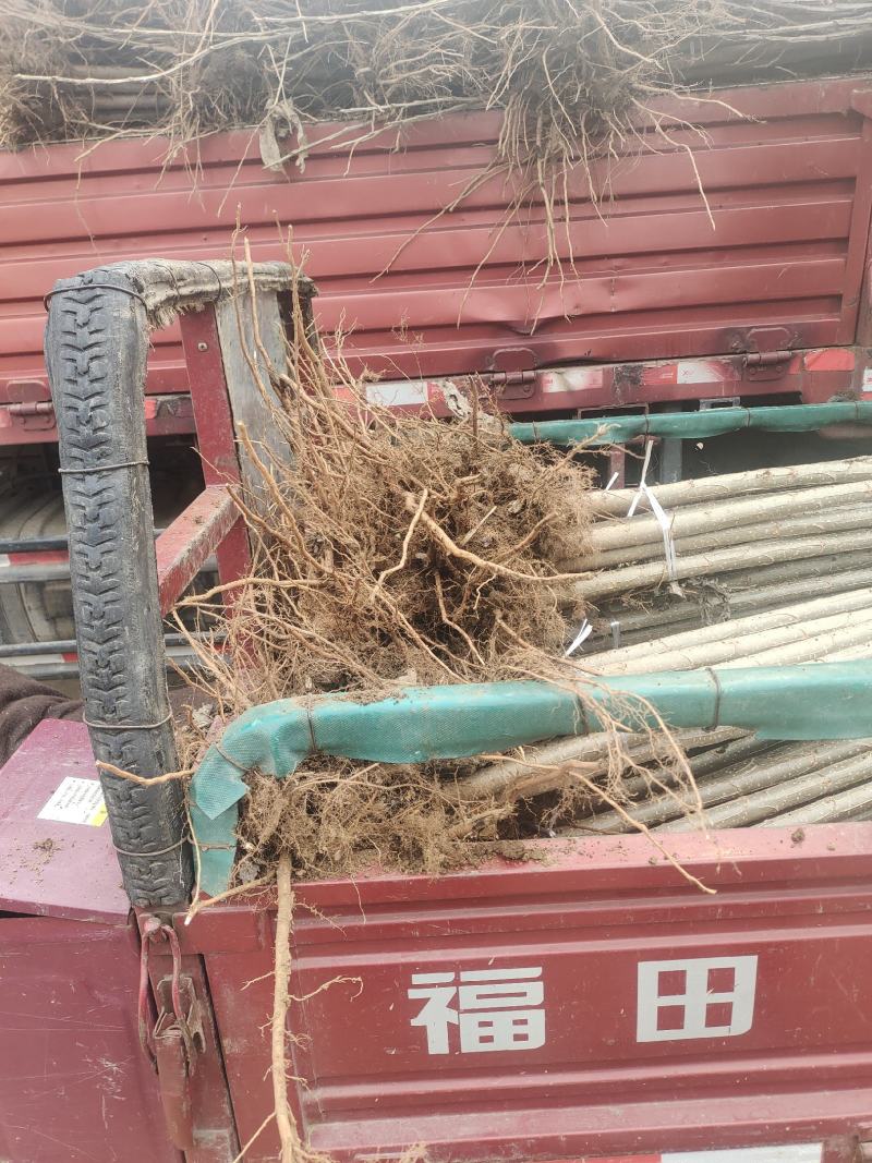 成活率高黄金根带土带根