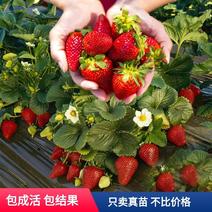 【品质保证】广西兴安县精品草莓大量供应品质保证精选