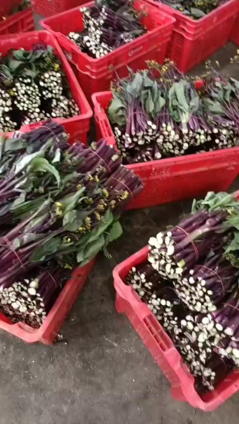 红菜苔，白菜苔，西兰苔，油菜苔，上海青苔，广东菜心，