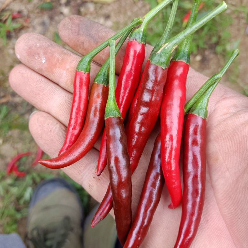 无筋豆