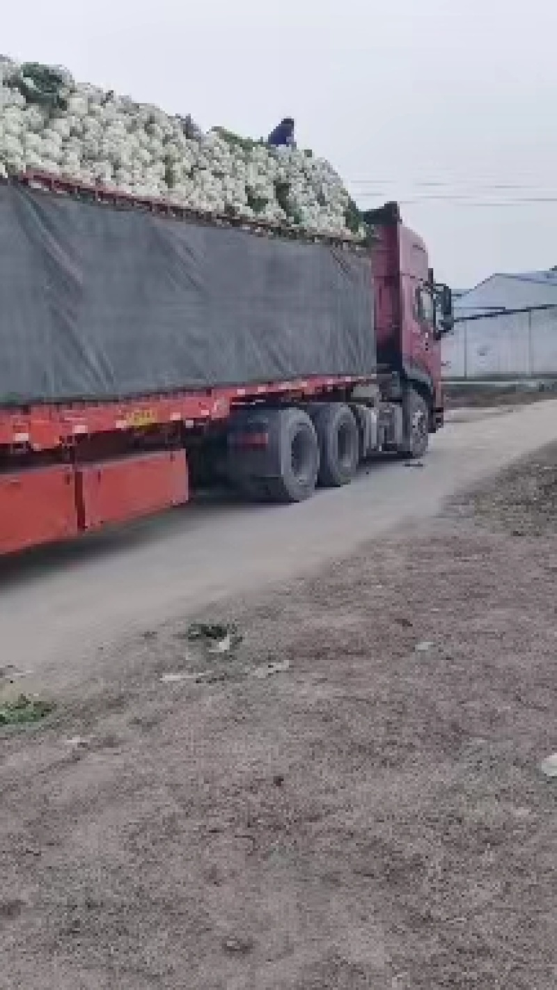 陕西渭南市大白菜，百亩贮存大白菜，现大量出售