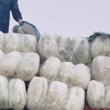 陕西渭南市大白菜，百亩贮存大白菜，现大量出售