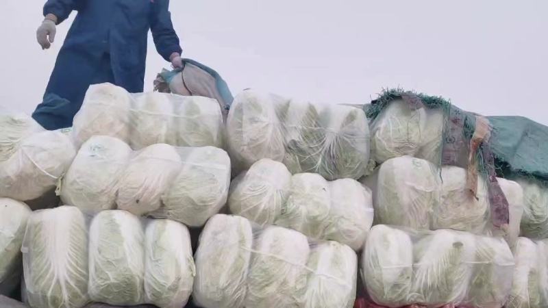 陕西渭南市大白菜，百亩贮存大白菜，现大量出售