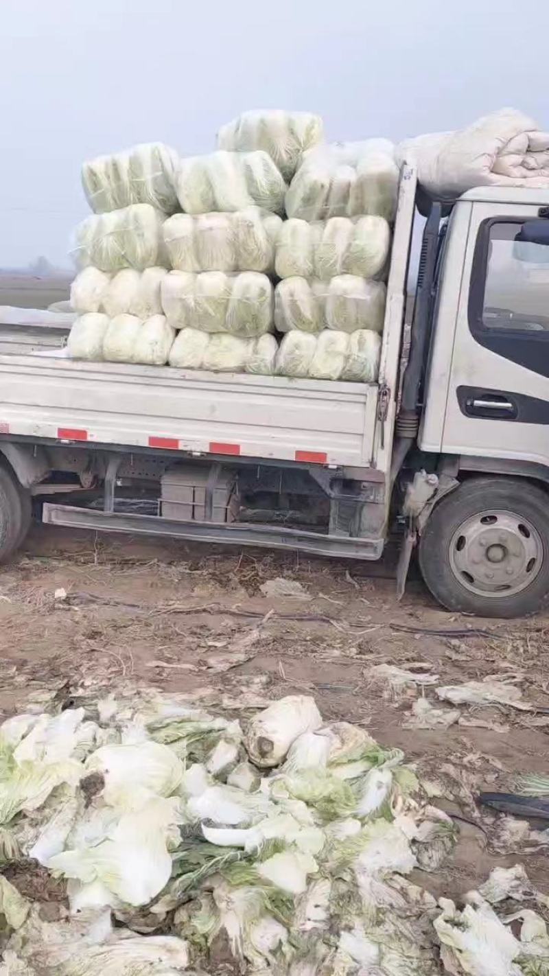 陕西渭南市大白菜，百亩贮存大白菜，现大量出售