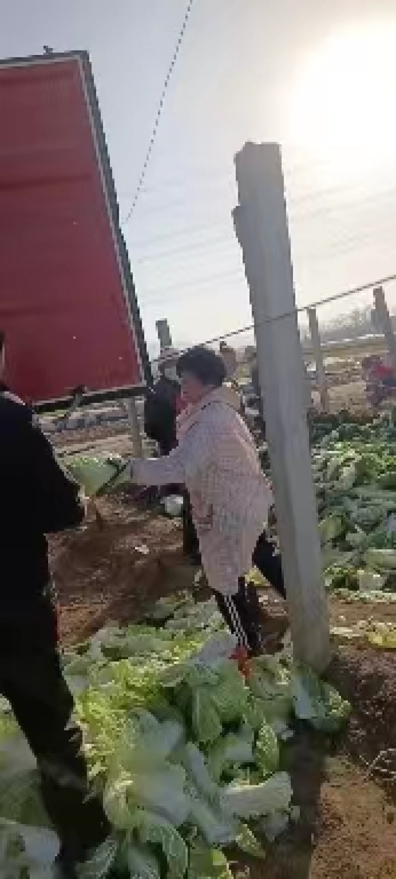 陕西渭南市大白菜，百亩贮存大白菜，现大量出售