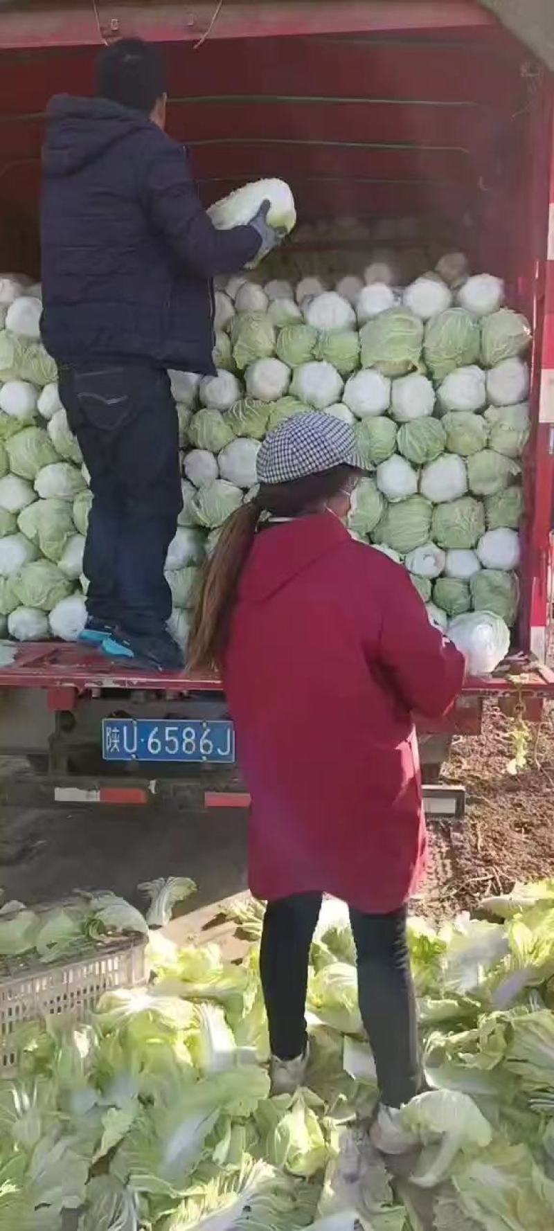 陕西渭南市大白菜，百亩贮存大白菜，现大量出售