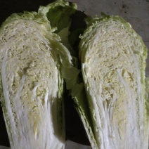 冷库存储黄心白菜