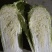冷库存储黄心白菜