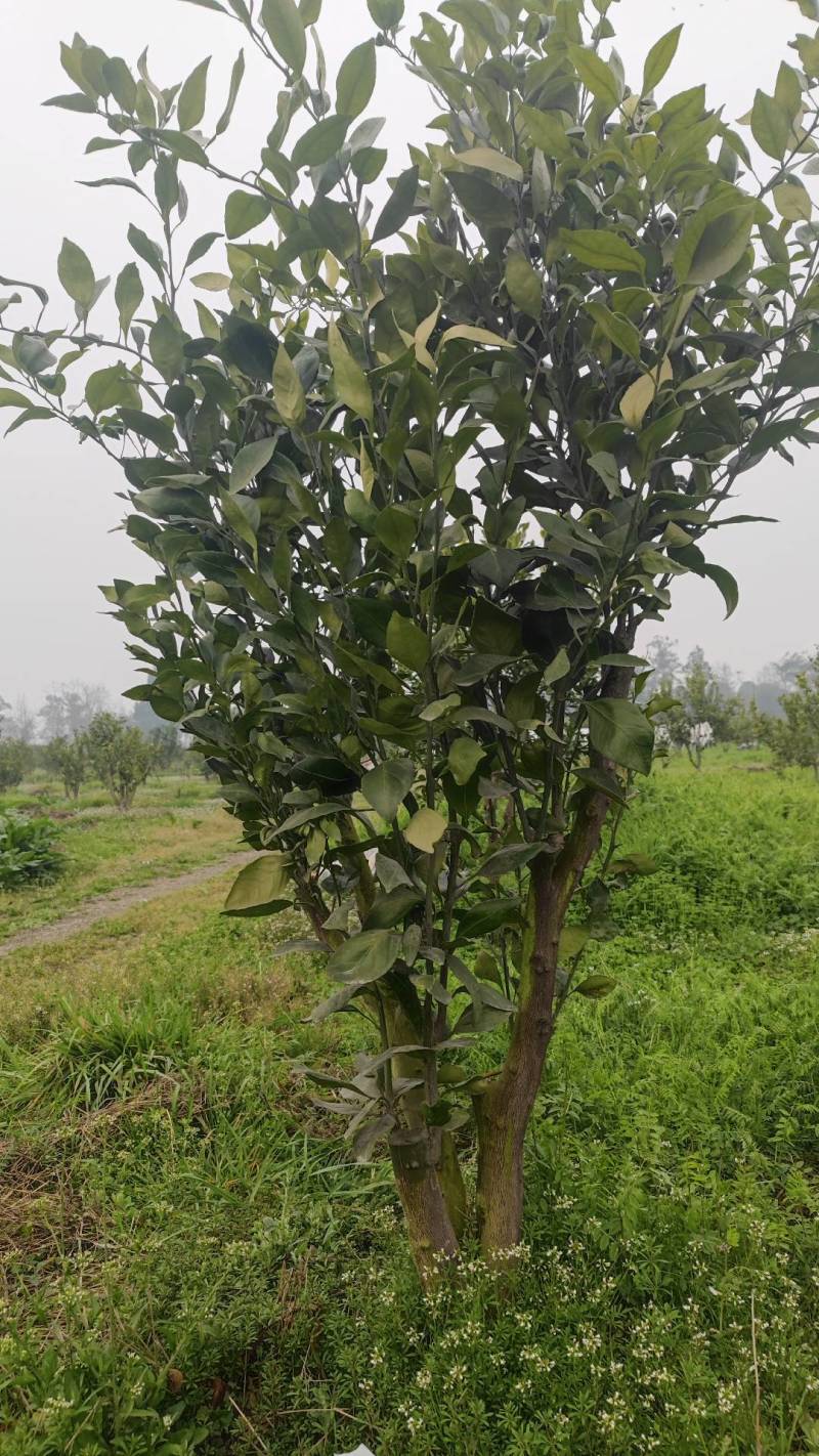 四川柑橘苗甘平苗大桩头，当年结果