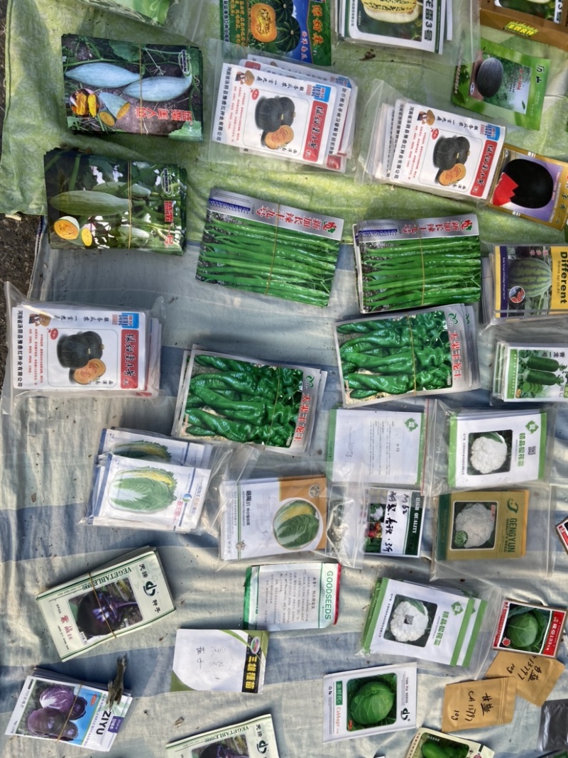 耐热松花菜种子青玉等品种
