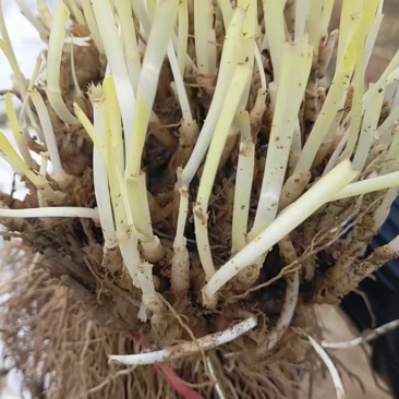 韭菜根一手货源直发全国各地