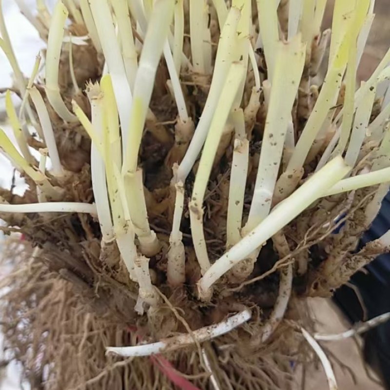 韭菜根一手货源直发全国各地