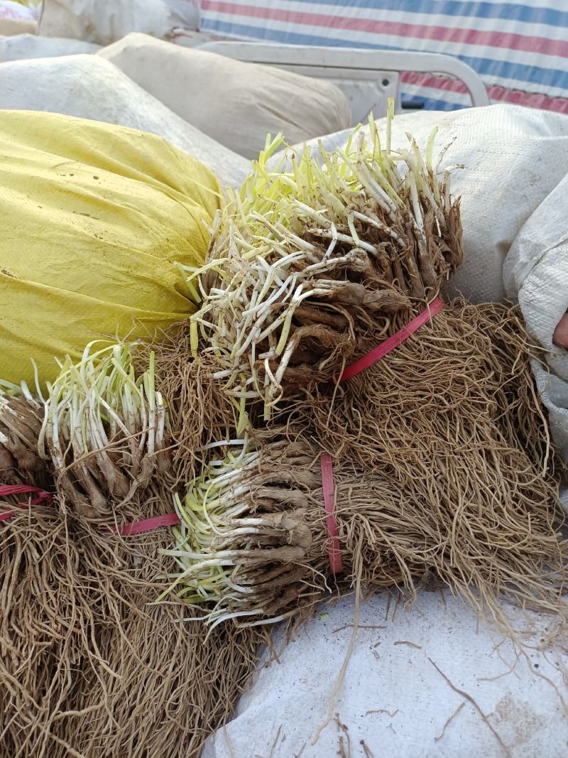 韭菜根一手货源直发全国各地
