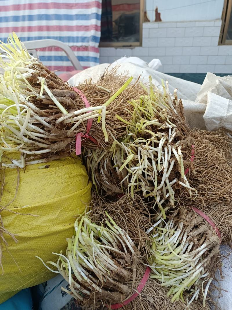 韭菜根一手货源直发全国各地