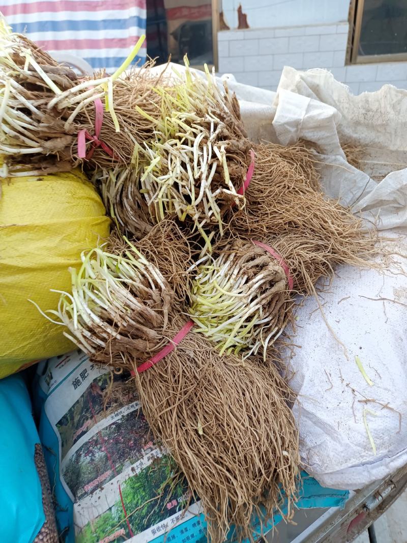 韭菜根一手货源直发全国各地