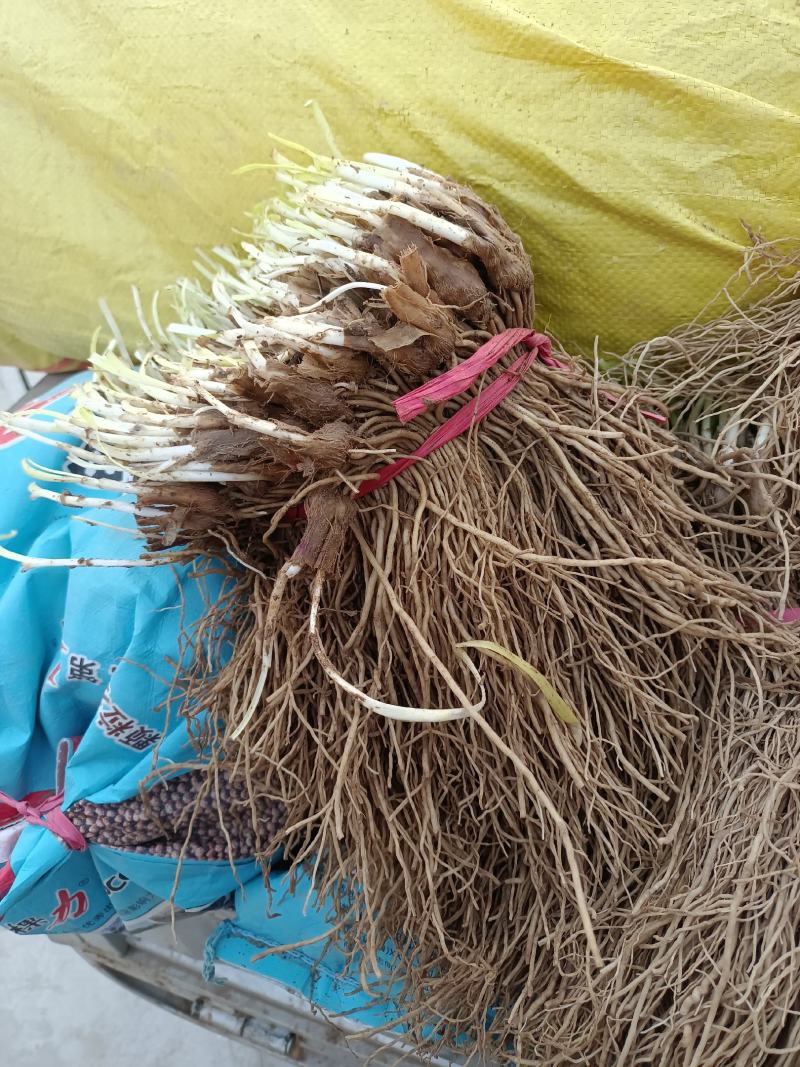 韭菜根一手货源直发全国各地