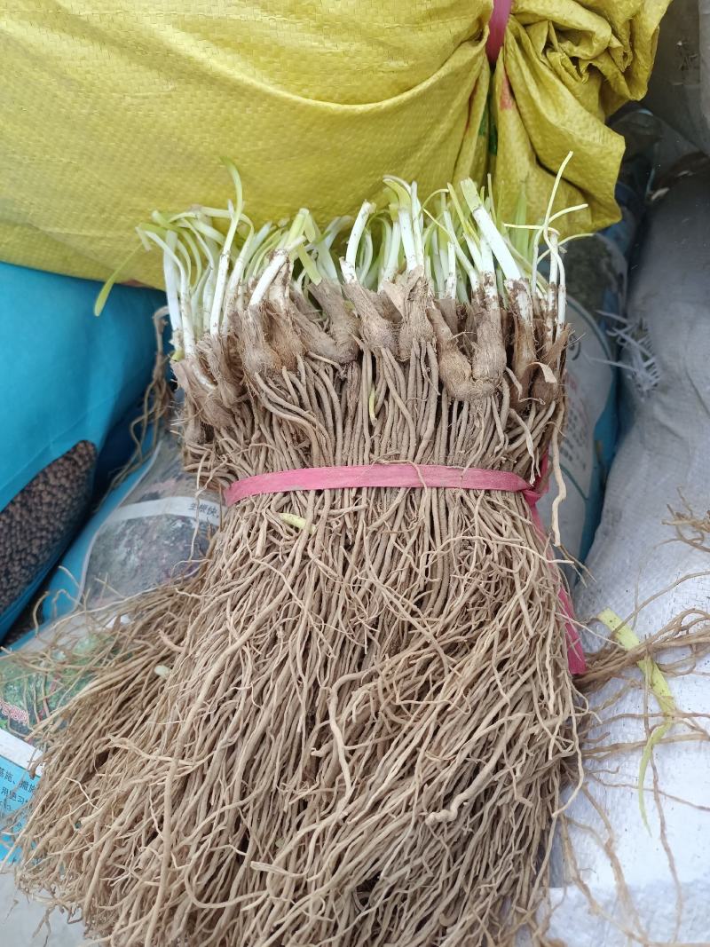 韭菜根一手货源直发全国各地