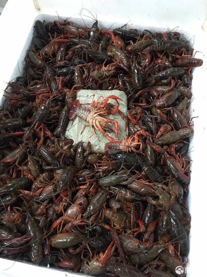 湖北小龙虾产地直发