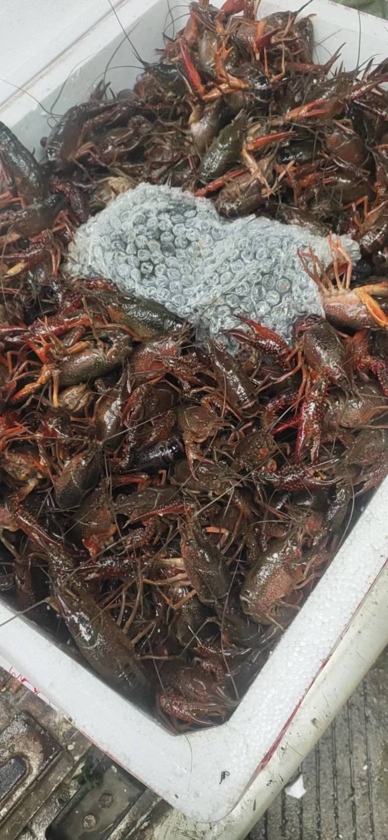湖北小龙虾产地直发