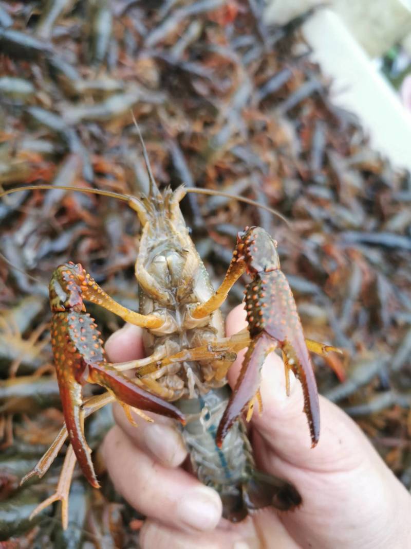 湖北小龙虾产地直发