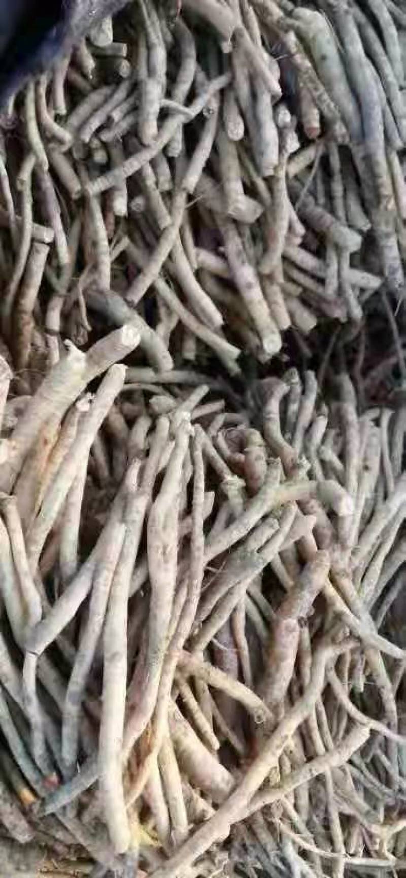 防风种子，防风子，张家口防风子，内蒙防风子，2025新产