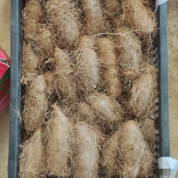 湛江2000亩毛薯