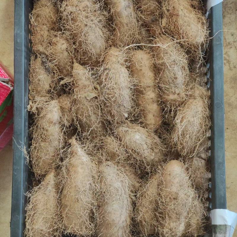 湛江2000亩毛薯