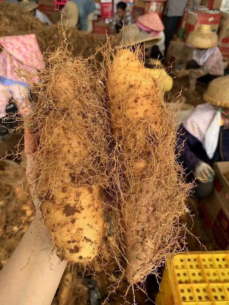 湛江2000亩毛薯