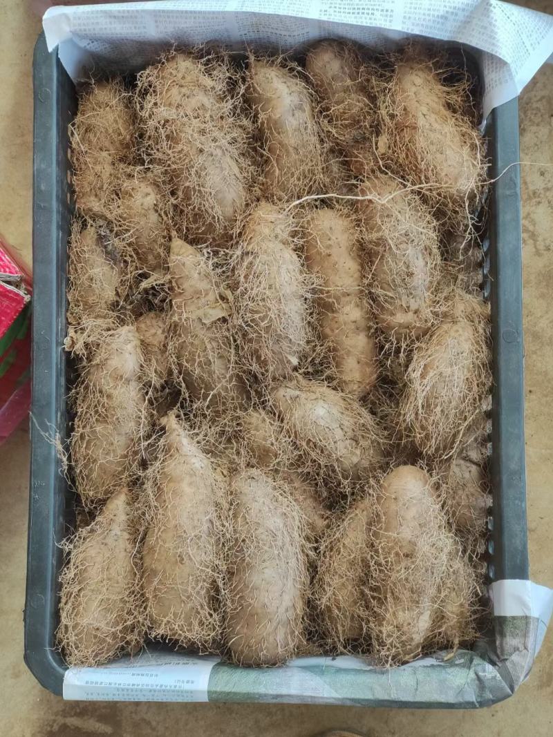湛江2000亩毛薯