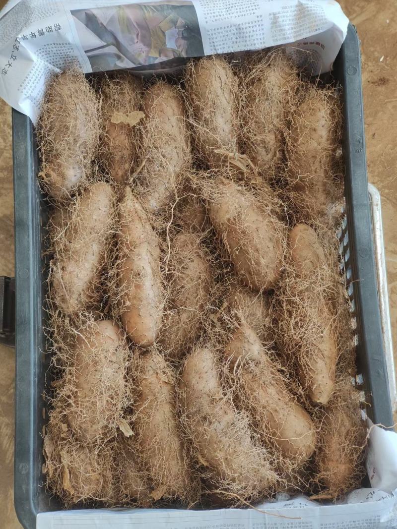 湛江2000亩毛薯
