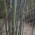大量批发实心竹