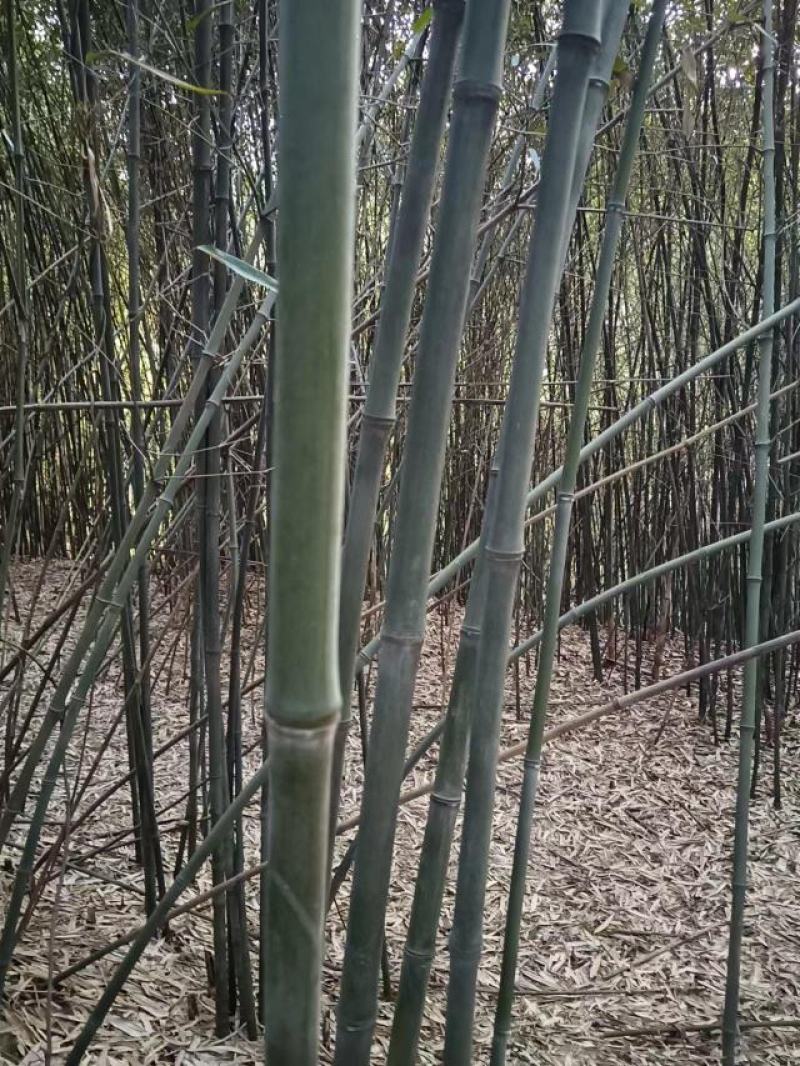 大量批发实心竹
